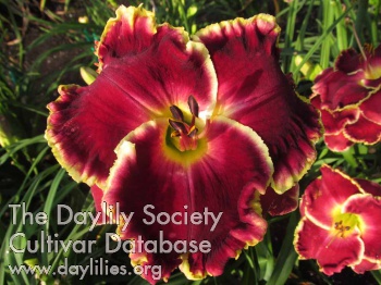 Daylily The Cost of Freedom